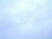 Кориця Ванільна фотография #5 (источник - https://vk.com/id62154690)