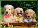 Илья Дьяченко фотография #21 (источник - https://vk.com/id52228312)