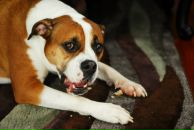 Anna Romanova фотография #24 (источник - https://vk.com/id10467444)