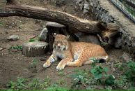 Константин Милёшкин фотография #19 (источник - https://vk.com/id1940844)