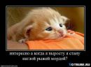 Фотография Рыжий Кот