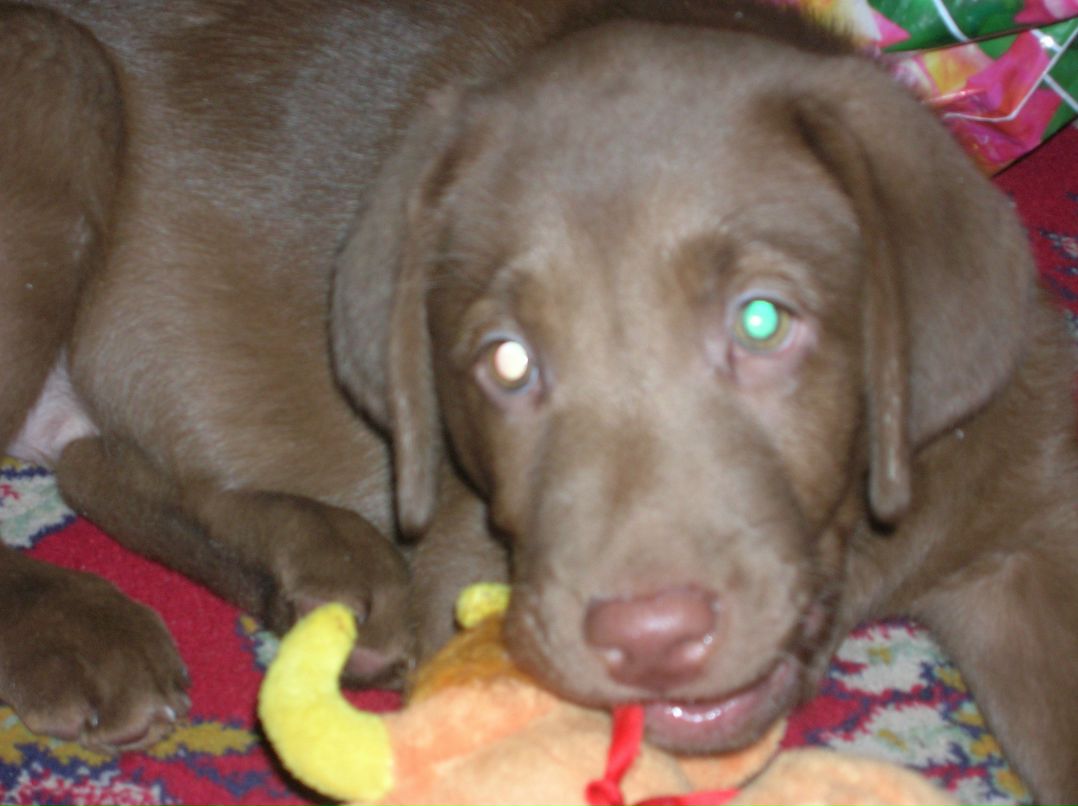 Виктор Тимофеев фотография #30