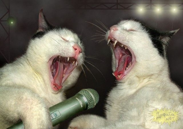 Саид Напсо фотография #16