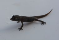 Фотография Махди Евгении