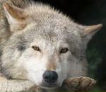 Фотография Полянина Макса