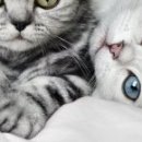 Наталія Олійник фотография #45 (источник - https://vk.com/id85387598)