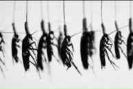 Фотография Romanova Inysik