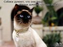 Кис-кис Кошаки™ фотография #17 (источник - https://vk.com/id133602296)