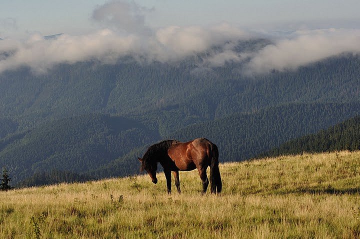 Sergey Vosmirko фотография #39