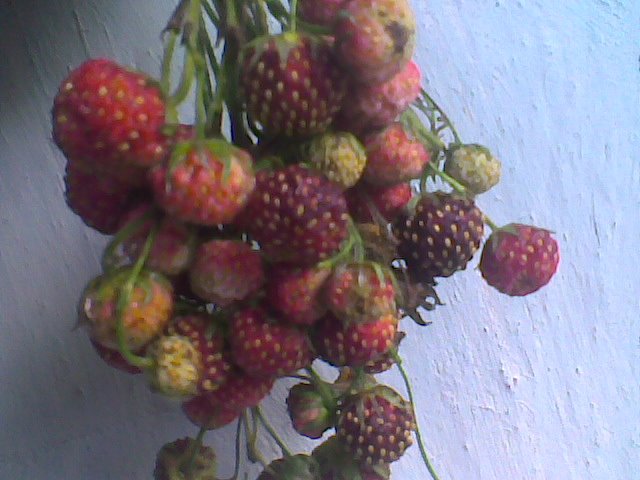 Светлана Гарькина фотография #21