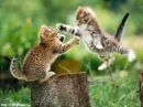 Ірка Стефурак фотография #4 (источник - https://vk.com/id87508412)