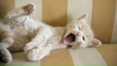 Фотография Пеньковой Елены