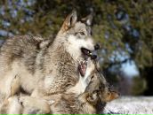 Фотография Ангел Ирины