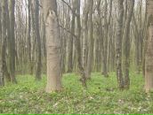 Олеся Колеснік фотография #1