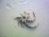 Фотография Крупиной Полины