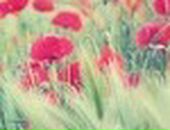 Вікторія Свирид фотография #14 (источник - https://vk.com/id89276452)