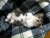 Інна Весела фотография #12 (источник - https://vk.com/id10445007)