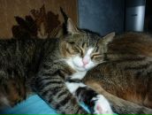 Фотография Maleev Poolse