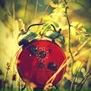 Фотография Рэйш Элины