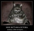 Котэ !!! фотография #11 (источник - https://vk.com/id145725628)
