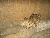 Фотография Колбасы Деловаи