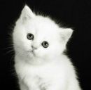 Діана Басараб фотография #45 (источник - https://vk.com/id206282308)