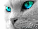 Ірина Дюга фотография #20 (источник - https://vk.com/id133742966)
