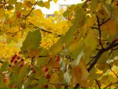 Alena Dal фотография #32 (источник - https://vk.com/id8995781)