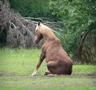 Фотография Maiden Iron