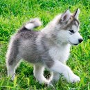 Марічка Возняк-Модла фотография #32 (источник - https://vk.com/id162713035)