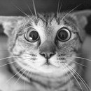 Фотография Петровой Анны