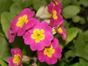 Фотография Шинкарюк Галины