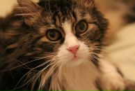 Фотография Ландаш Алёны