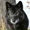 Фотография Плылова Алексея