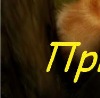 Вадім Пішта фотография #15 (источник - https://vk.com/id133328756)