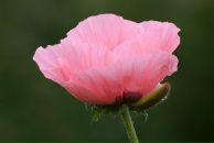 Вікторія Пікула фотография #35 (источник - https://vk.com/id59281691)