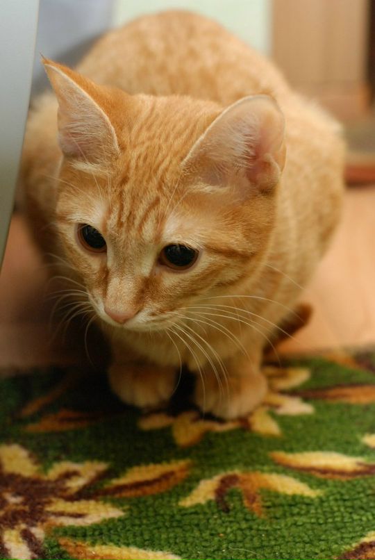 Дмитрий Яковлев фотография #45