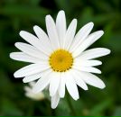 Фотография Романовой Лены