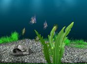 Анатолій Зінчук фотография #1