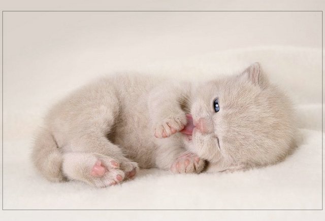 Алла Лебедева фотография #37