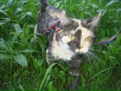 Фотография Корневой Дианы