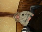 Міша Бібен фотография #33 (источник - https://vk.com/id150348244)