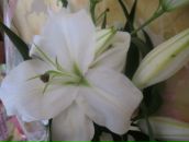 Фотография Филипповой Марины