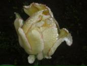 Сергій Дудін фотография #40 (источник - https://vk.com/id60860149)