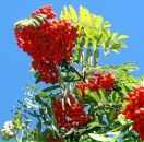 Фотография Хавановой Марины