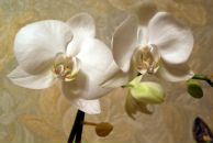 Фотография Дарьи Дарьи