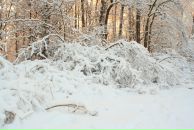 Scottish Fold фотография #7 (источник - https://vk.com/id2797291)