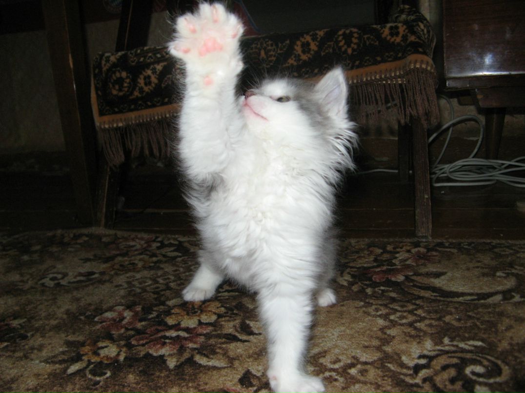 Лейсан Ульянова фотография #11