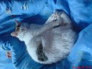 Анна-марія Костинюк фотография #38 (источник - https://vk.com/id79884088)