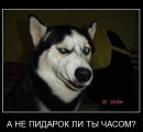 Andrei Nikulov фотография #29 (источник - https://vk.com/id575326)